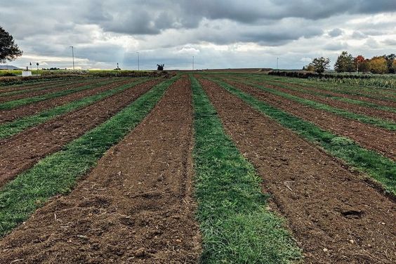 Potential Agriculture Plots